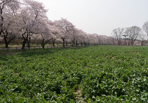201204250851-DSC03067.jpg