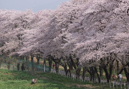04.25 赤城南面千本桜