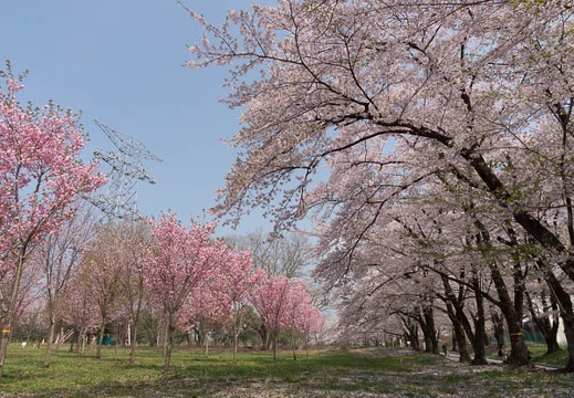 201204250920-DSC03113.jpg