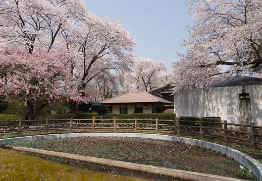 201204251111-DSC03153.jpg