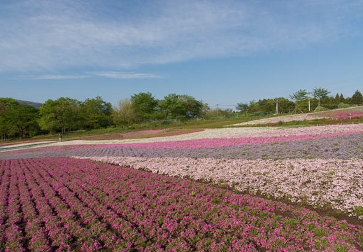 201205070642-DSC03637.jpg