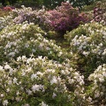 201205071630-DSC04057.jpg