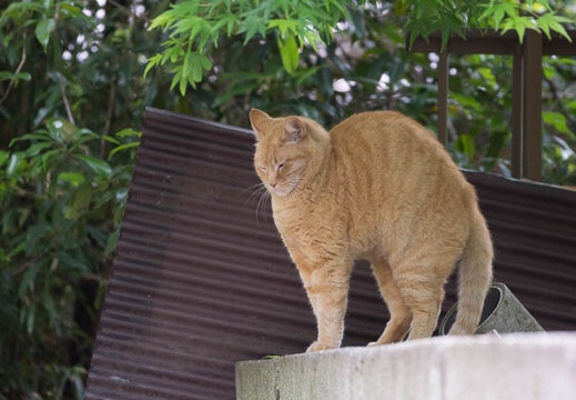 201205091346-DSC04594.jpg