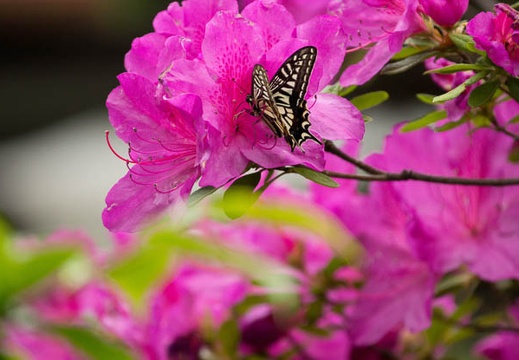 201205091416-DSC04629.jpg