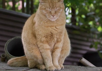 201205091425-DSC04641.jpg