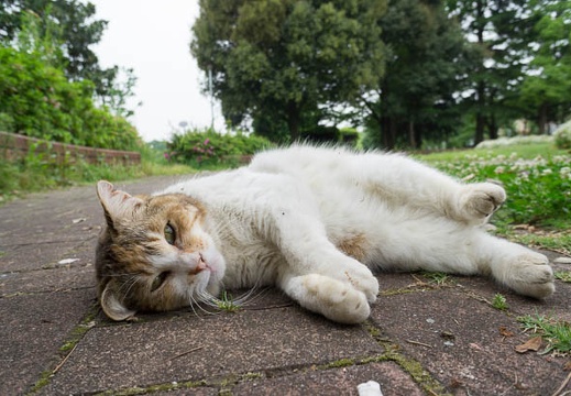 201205091507-DSC07580N.jpg
