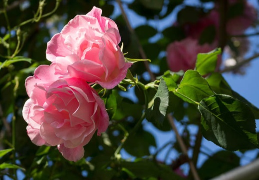 201205190734-DSC05154.jpg
