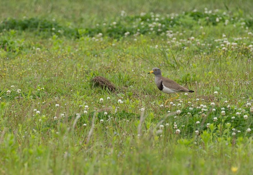 201205231505-DSC05274.jpg