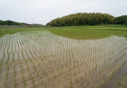 201205231521-DSC07795N.jpg