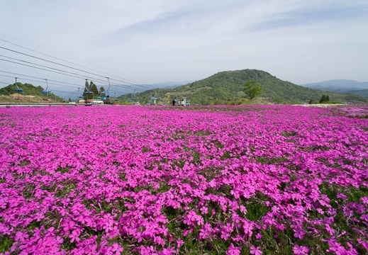 201205240916-DSC07833N.jpg