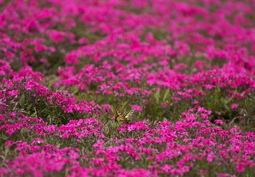201205241003-DSC05437.jpg