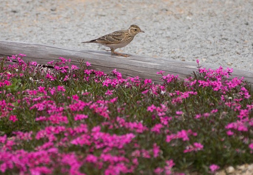 201205241010-DSC05461.jpg