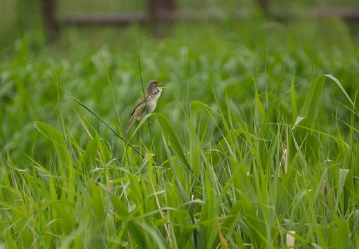 201205241520-DSC05619.jpg