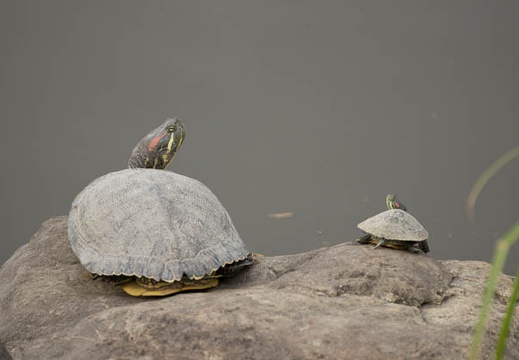 201205241543-DSC05682.jpg