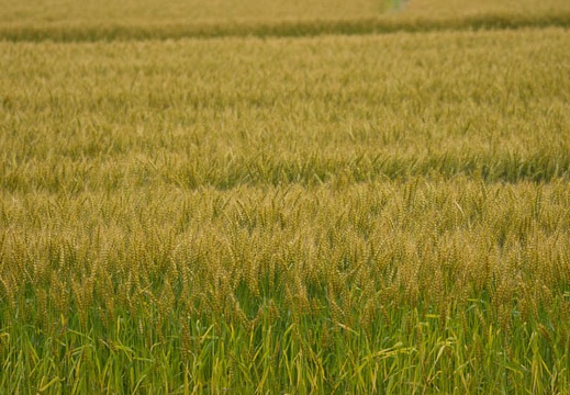 201205241546-DSC05688.jpg