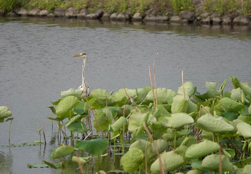 201205241552-DSC05700.jpg