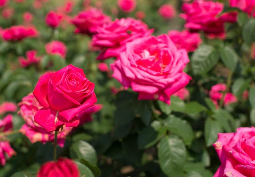06.01 花フェスタ記念公園