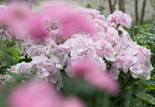 201206011025-DSC05914.jpg