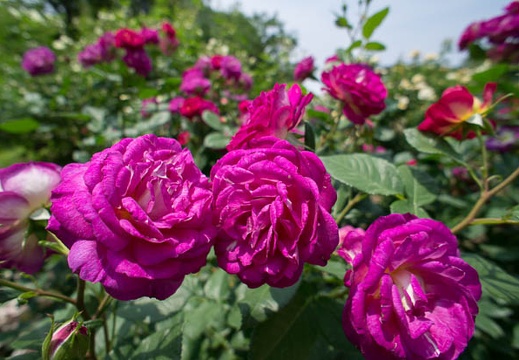 201206011109-DSC08013N.jpg