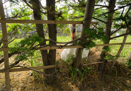 201206020740-DSC08146N.jpg
