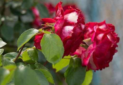 201206020802-DSC06180.jpg