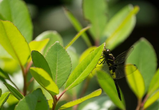 201206071158-DSC06749.jpg