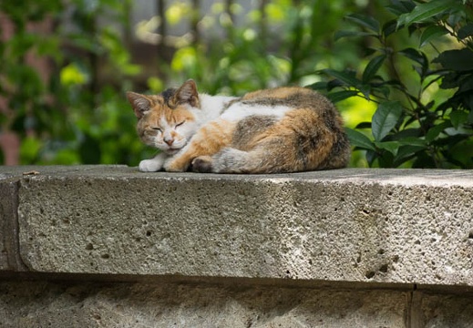 201206071200-DSC06751.jpg