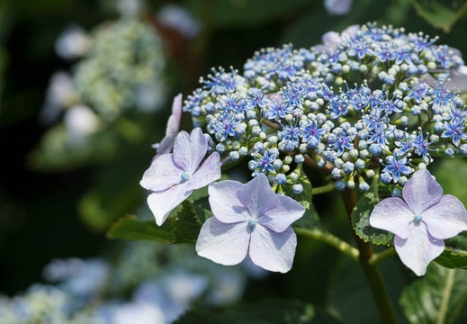 201206071216-DSC06766.jpg