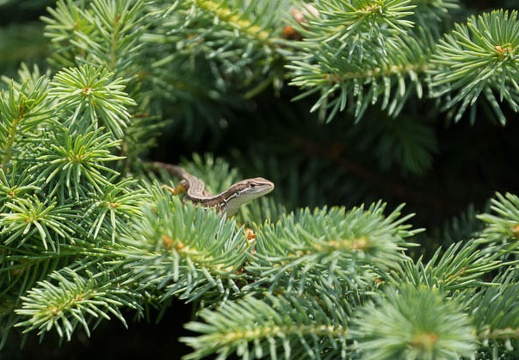 201206071222-DSC06772.jpg