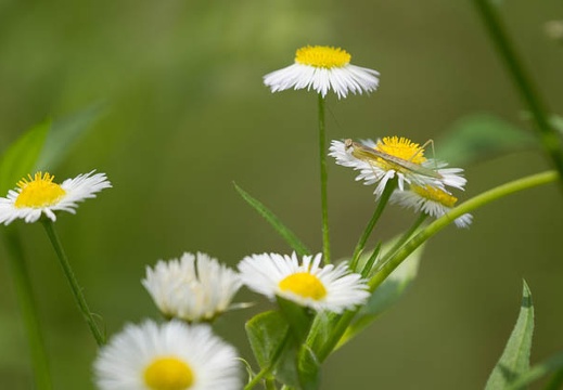201206071230-DSC06790.jpg