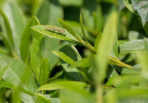 201206071253-DSC06811.jpg