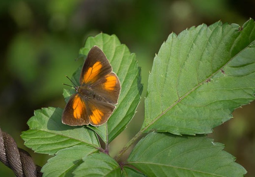 201206071409-DSC06873.jpg