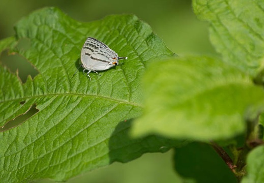 201206071418-DSC06890.jpg
