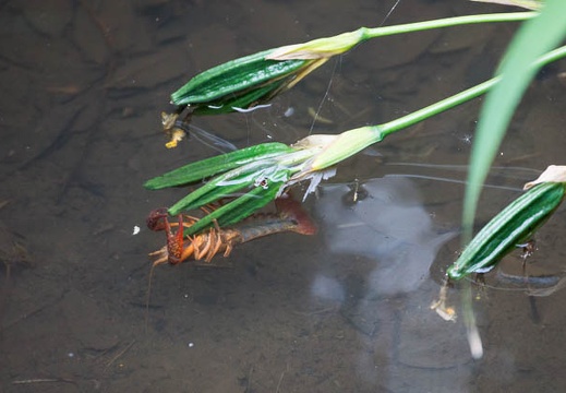 201206071428-DSC06908.jpg