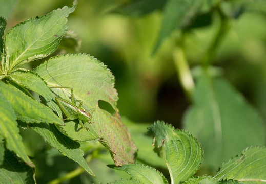 201206071438-DSC06911.jpg