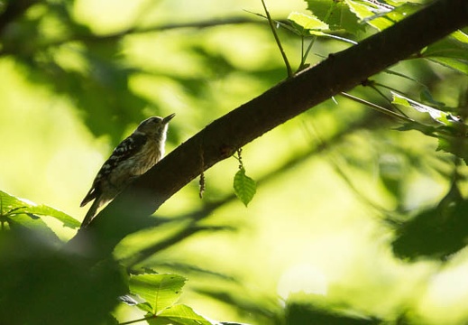 201206071503-DSC06950.jpg