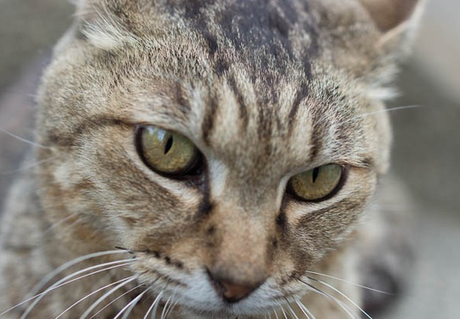 201206071634-DSC07007.jpg