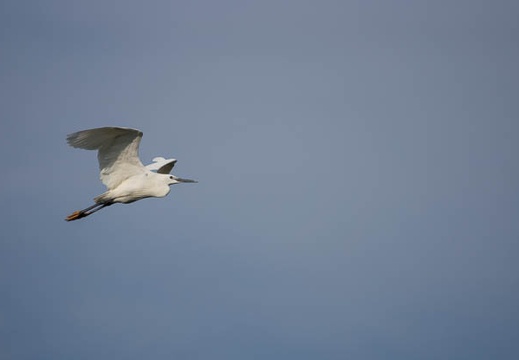201206071649-DSC07036.jpg