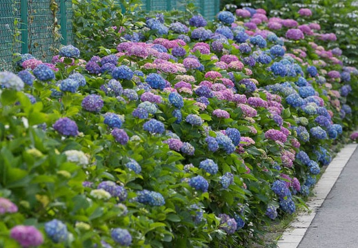 201206071658-DSC07046.jpg