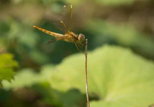 201206081419-DSC07183.jpg