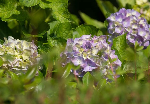 201206081445-DSC07223.jpg