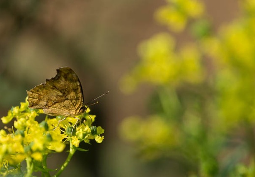 201206081459-DSC07238.jpg