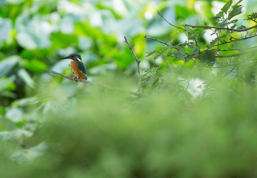 201206081524-DSC07253.jpg