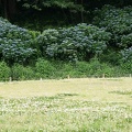 201206081659-DSC07316.jpg