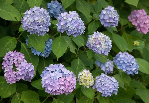 201206081703-DSC07318.jpg