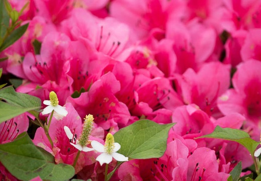 201206081704-DSC07319.jpg