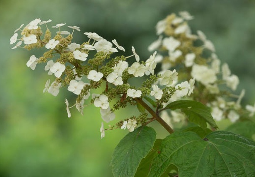 201206151613-DSC07474.jpg