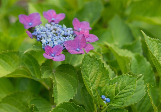 201206151626-DSC07494.jpg