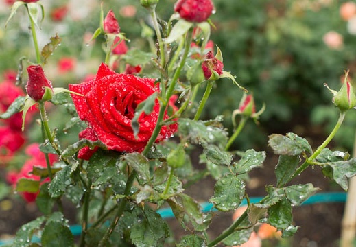 201206161318-DSC07695.jpg