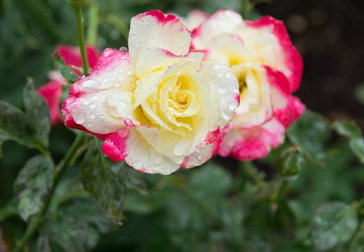 201206161331-DSC07728.jpg